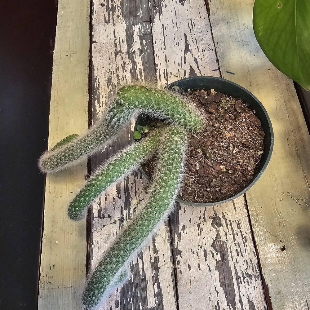 Monkeytail Cactus